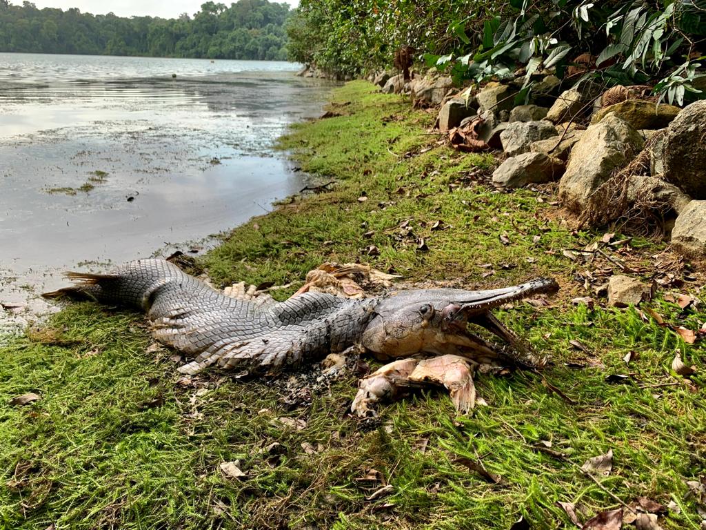 Dead alien fish spotted at MacRitchie Reservoir, posted on Friday, 19 February 2021