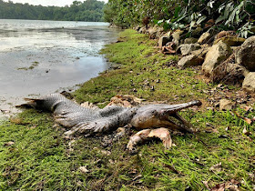 Dead alien fish spotted at MacRitchie Reservoir, posted on Friday, 19 February 2021