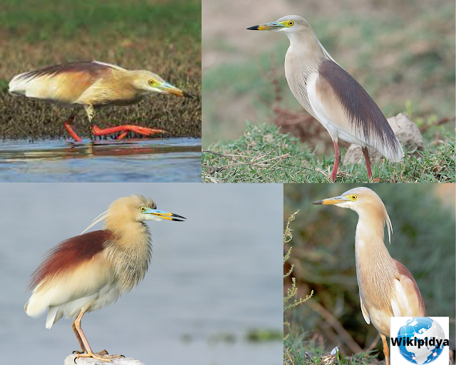 How Many Species Of Storks? The part four, The Little Bittern, The Great-billed Heron, The Javan pond heron, The White-necked heron, The Pied Heron, The Western Reef Heron, The Indian Pond Heron, The Black-headed Heron, The Black Bittern, and The White-faced Heron