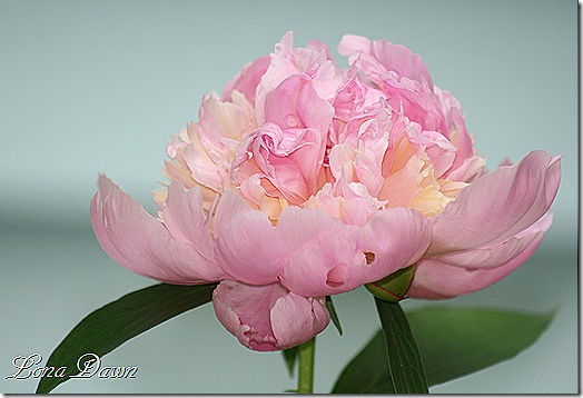 Peony_Sorbet