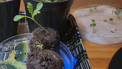 First true leaves appearing on Nemophila seedlings in an indoor growing setup