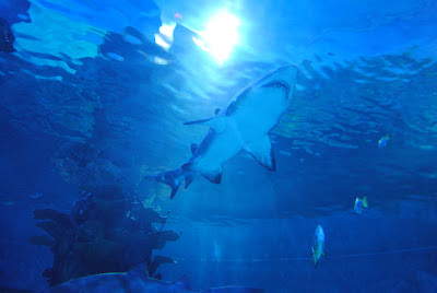 aquarium whis sharks