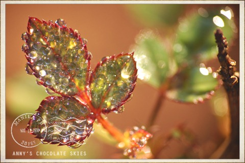 Bejeweled!