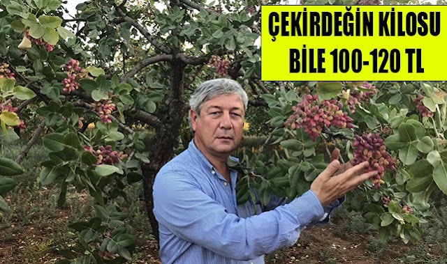 Fındıkta olduğu gibi fıstıkta taban fiyat konulmalı!