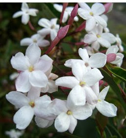 Jasmine flowers image