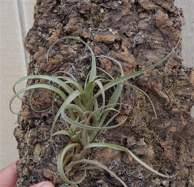 Tillandsia nana care and culture