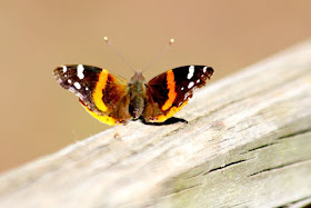 red admiral butterfly