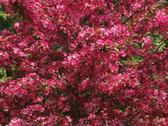 Royal Raindrops Crabapple tree Pros and Cons, Growth rate, Care, Problems