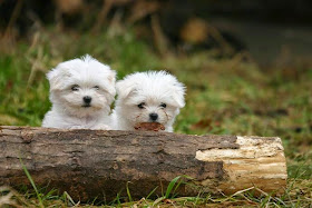 3 maravilhosos cães de companhia - Raça Maltês