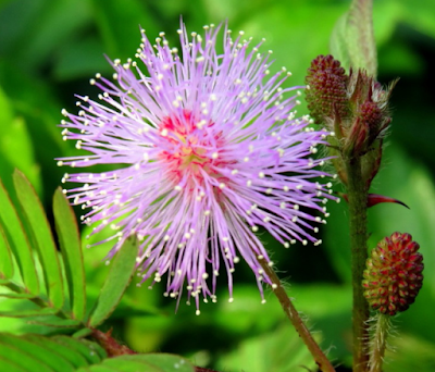 Klasifikasi dan Morfologi Tanaman Putri Malu Mimosa pudica