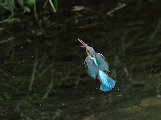 カワセミの水中より飛び出し④