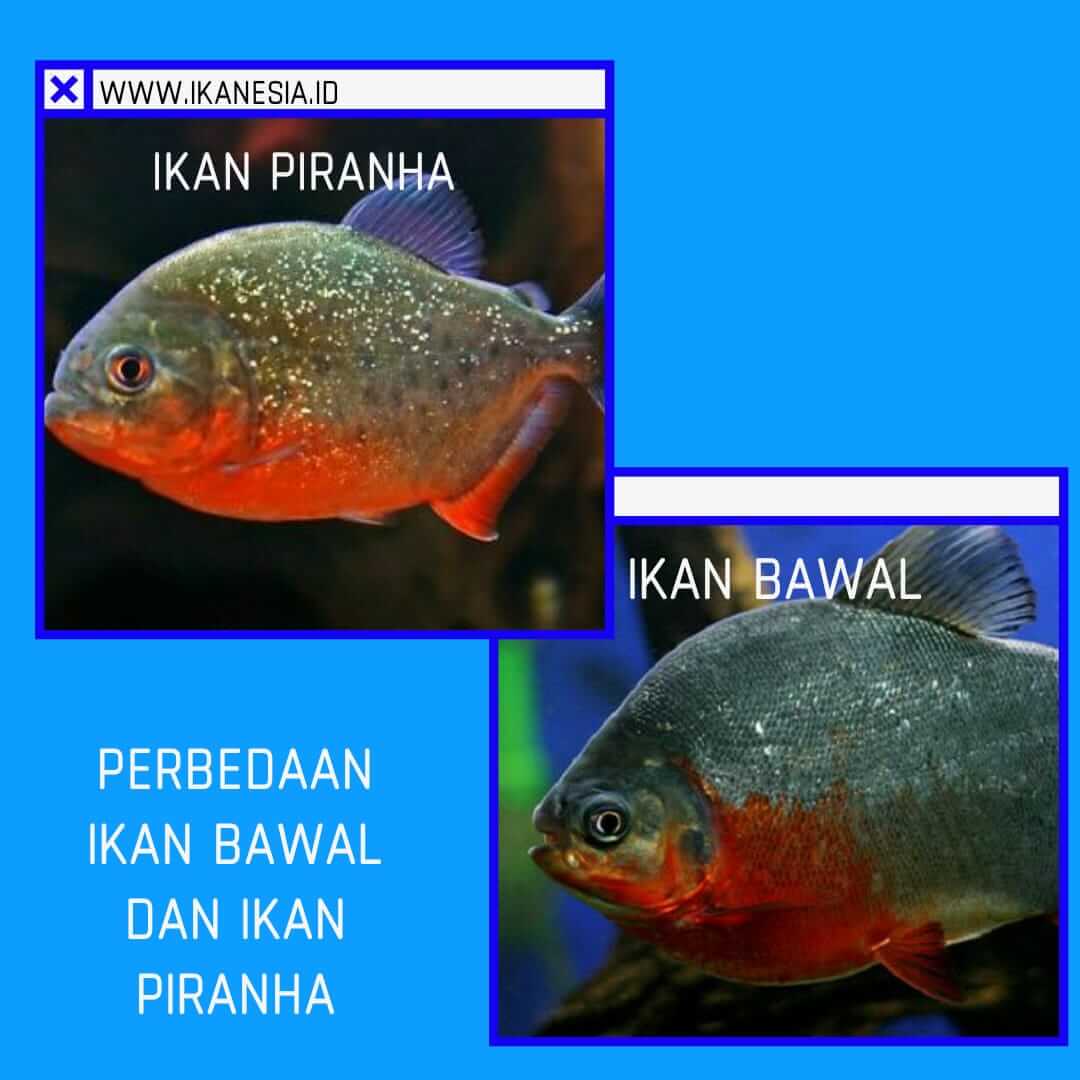 720 Perbedaan Antara Ikan Air Laut Dan Ikan Air Tawar Terbaik