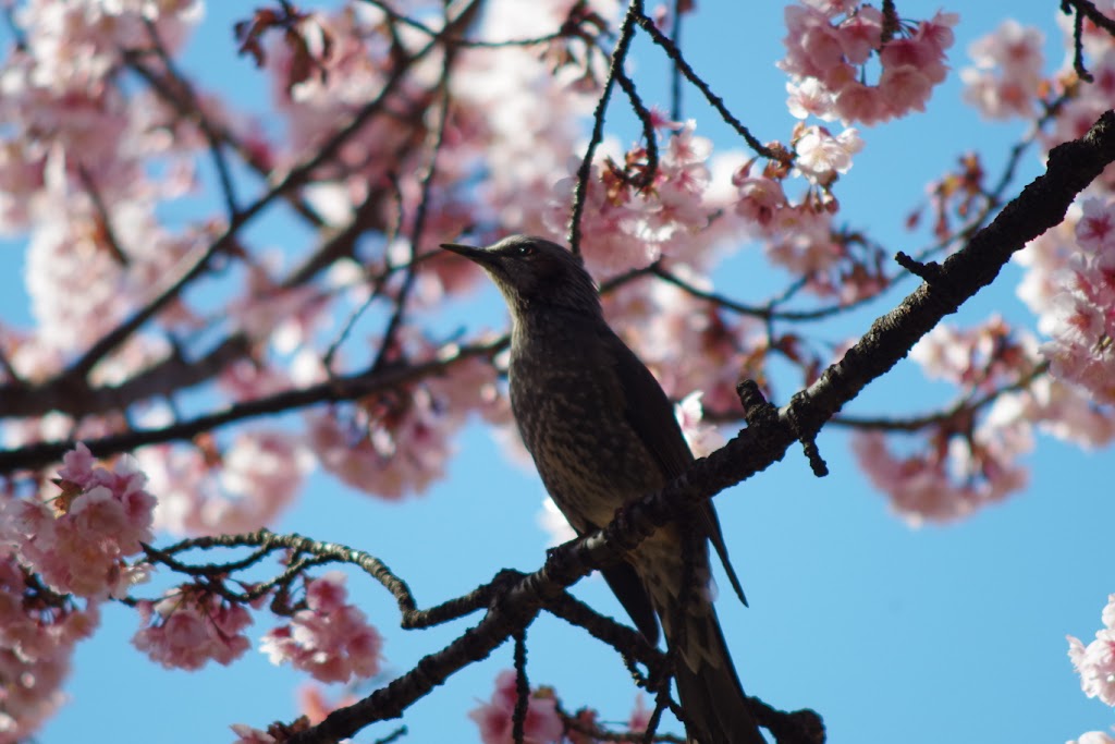 寒桜とヒヨドリ