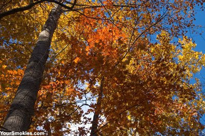 most popular hiking trail in Big Creek is the Big Creek Trail