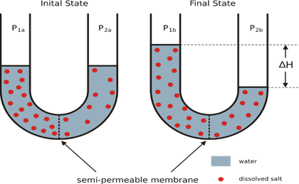La presión osmótica. Un tubo U separa dos soluciones por medio de una membrana permeable al solvente, pero no al soluto.
