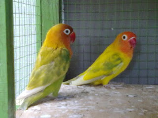 Love Bird Blorok Pastel Pasangan Remaja, Jual Love bird Blorok Pastel, Burung Love Bird blorok Pastel