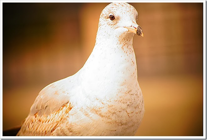 bird-free-pictures-1 (18)