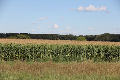 conventional cornfields can cause cloudy creeks