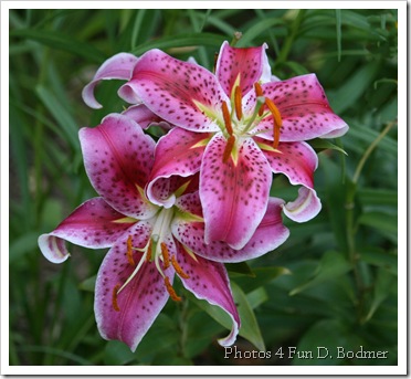 Tiger Lily
