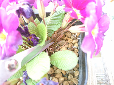 プリムラ ジュリアンの育て方 晩秋から春まで次々と咲く美しい花を楽しむ メダカの大工