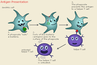 Antigen Presesnting cells Adaptive or Acquired Immunity Immune System Biotechnology DeepaliTalk