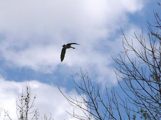 gander flying