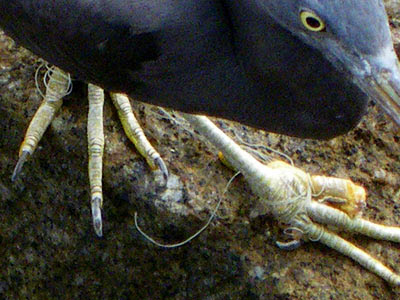 Pacific Reef Egret (Egretta sacra)