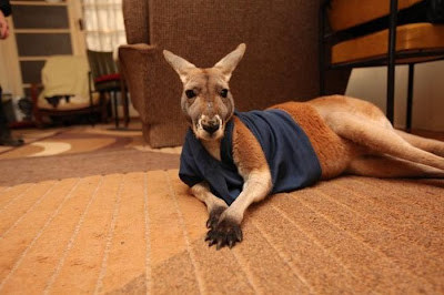 Pet Kangaroo Seen On www.coolpicturegallery.us