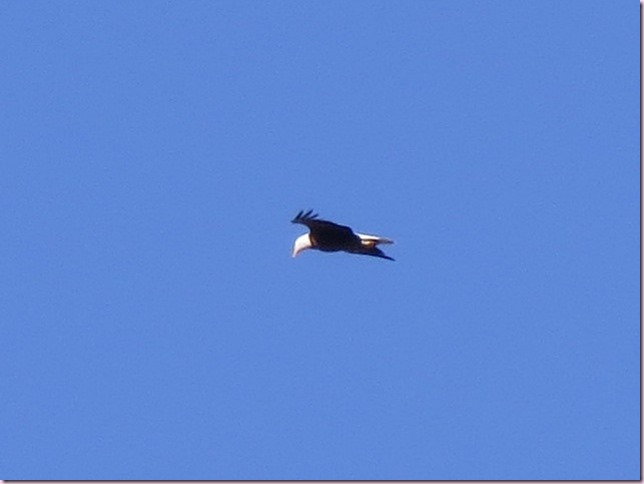 eagleIMG_5634