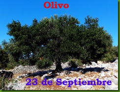 olivo