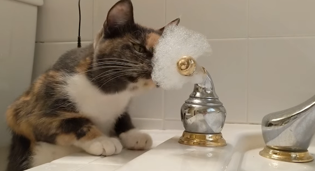 Nutmeg the Cat Vs. Bubbles Video | Lazy Daisy Felines