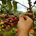  Fedeagro: Ingreso de café importado está causando estrago en la caficultura naciona