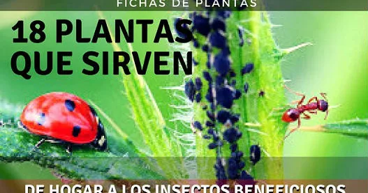 18 PLANTAS QUE SIRVEN DE HOGAR A LOS INSECTOS BENEFICIOSOS DEL JARDÍN