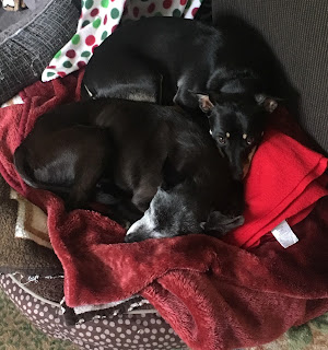 Photo of two dogs in a bed by Linda G. Hatton