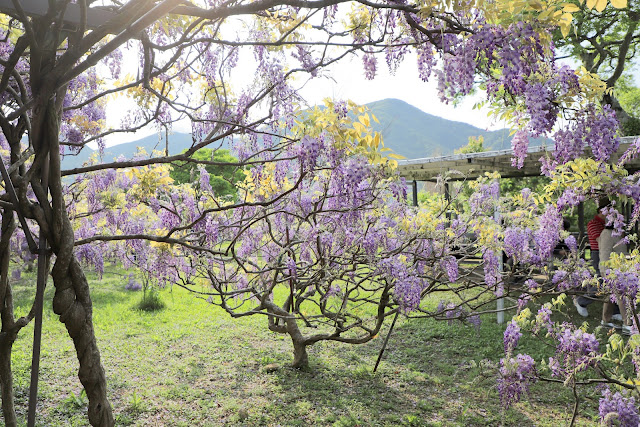 淡水紫藤咖啡園 紫藤花