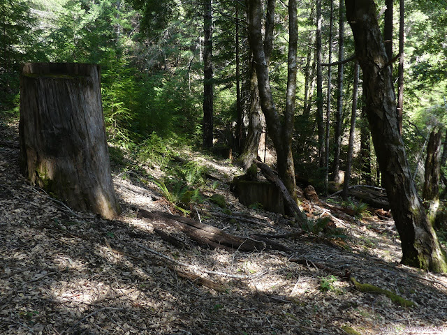 115: modern logging remnants