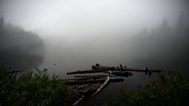 Morning, Lake, Fog, Bushes