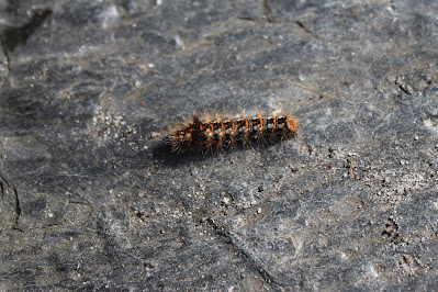 Zuringuil - - Acronicta rumicis