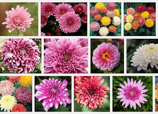 Chrysanthemum color and the meaning