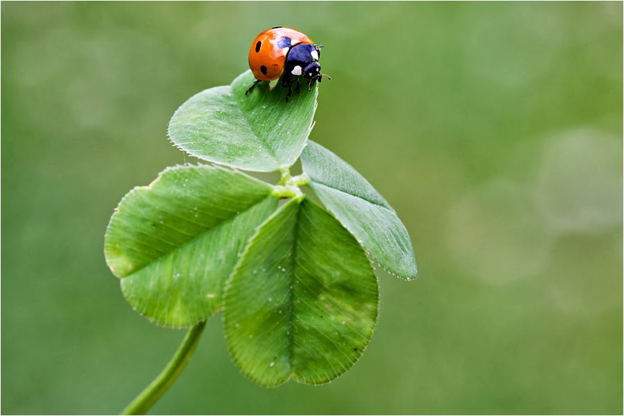 Bildergebnis für foto kleeblatt marienkäfer