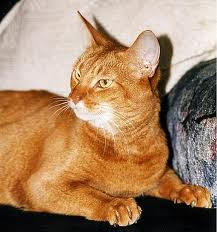 the abyssinian cat