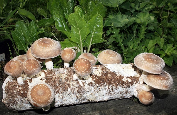 Buy Shiitake Mushroom Kit Online | Mushroom kits | Mushroom kits in India | Mushroom spawn kits | Mushroom spawn supplier