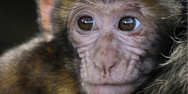 Inilah Wujud Monyet Hasil Kloningan Asal Tiongkok