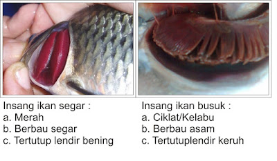 Ciri - Ciri Ikan Segar