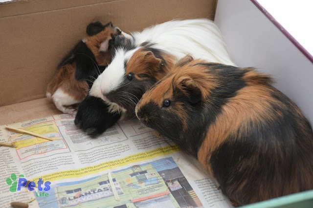 How Much Do Guinea Pigs Cost? A Comprehensive Guide