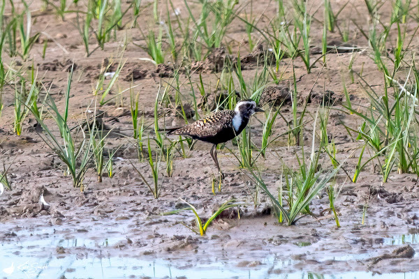 American golden plover