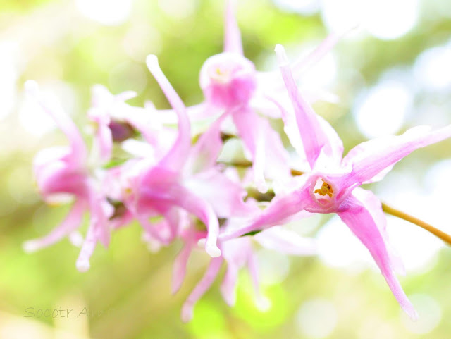 Epimedium grandiflorum