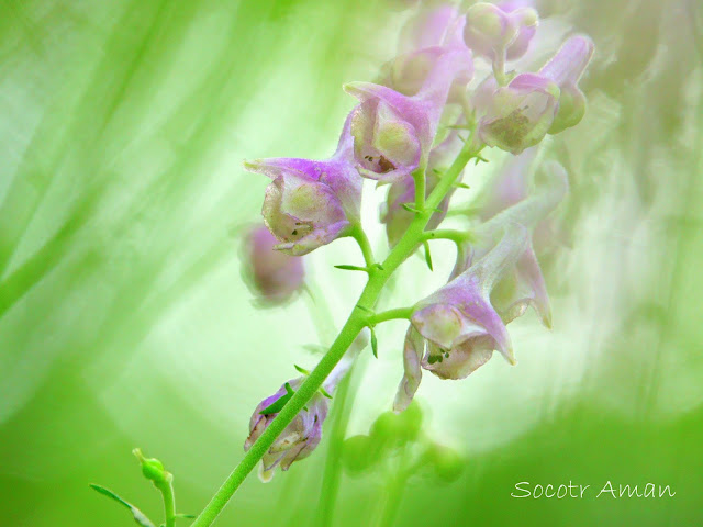 Aconitum fudjisanense