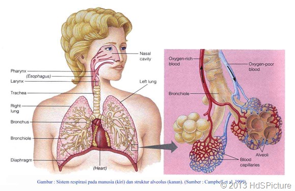 8 Organ Pernapasan Pada Manusia