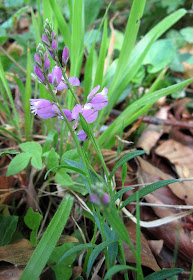 Common milkwort, Polygala vulgaris, in Orchid Bank in High Elms Country Park, 3 May 2011.